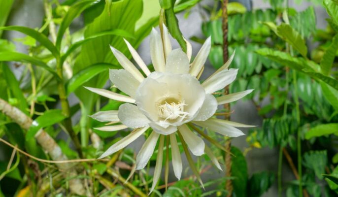 Epiphyllum oxypetalum: Benefits, medicinal uses, and plant care