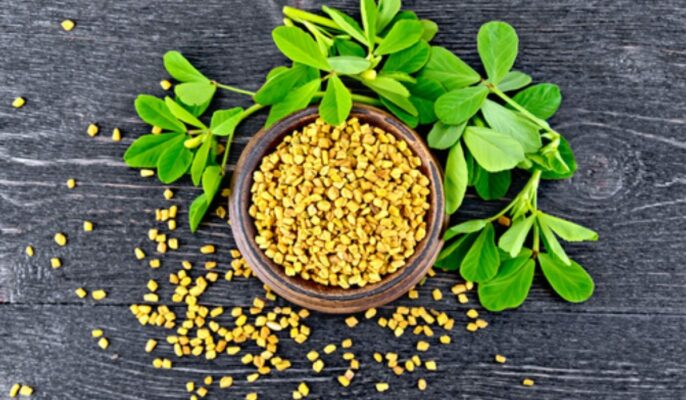 Fenugreek leaves: Facts, features, growth, maintenance, and uses