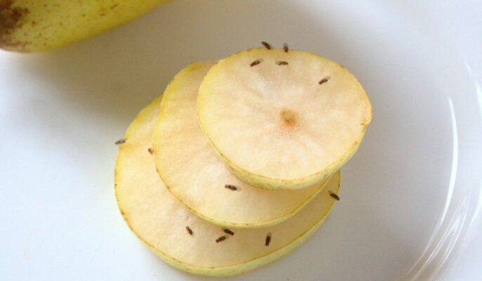 Your guide on how to get rid of fruit flies