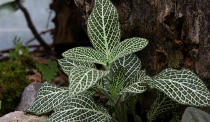 Nerve plant: Everything you need to know