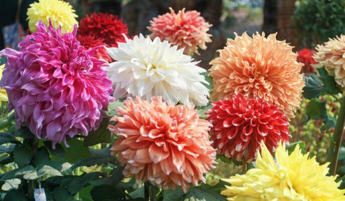 How to grow Dahlia plant?
