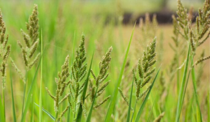 Echinochloa crus-galli: Know how to use and control Japanese millet