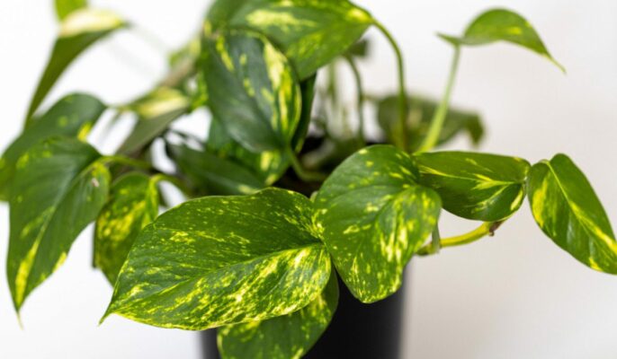 How to grow Pothos plants and take care of them