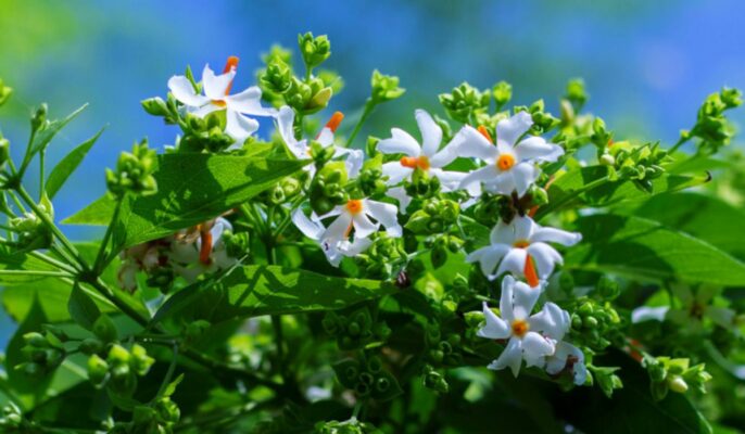Nyctanthes arbor-tristis: Medicinal uses and plant care tips