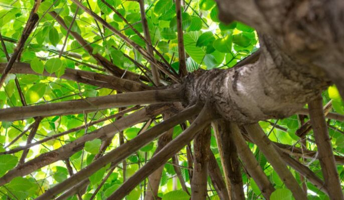 Cinchona tree: Tips to grow and maintain