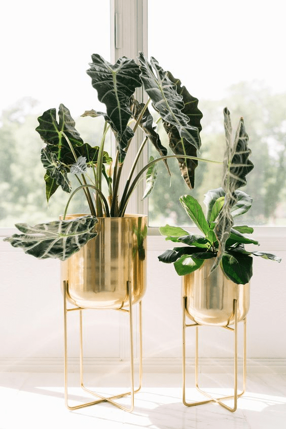 Stand for planters: Design ideas for your houseplants