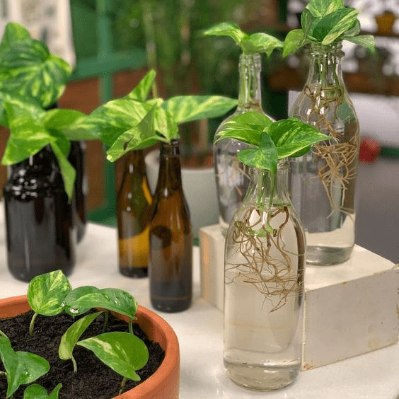 Decorative indoor flower pots for your home