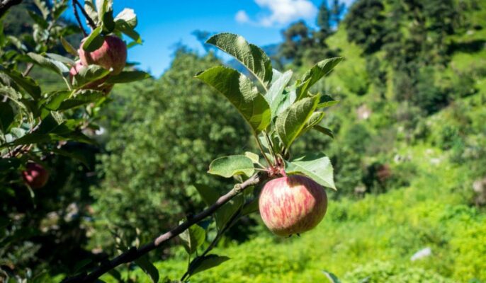 How to grow and care for apple trees?