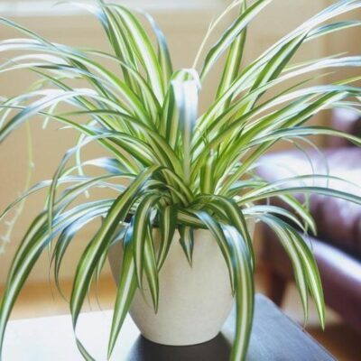 Spider plant