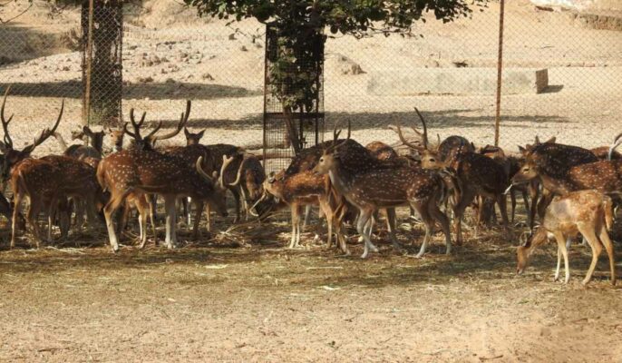 Travel guide to Gandhinagar’s Indroda Park