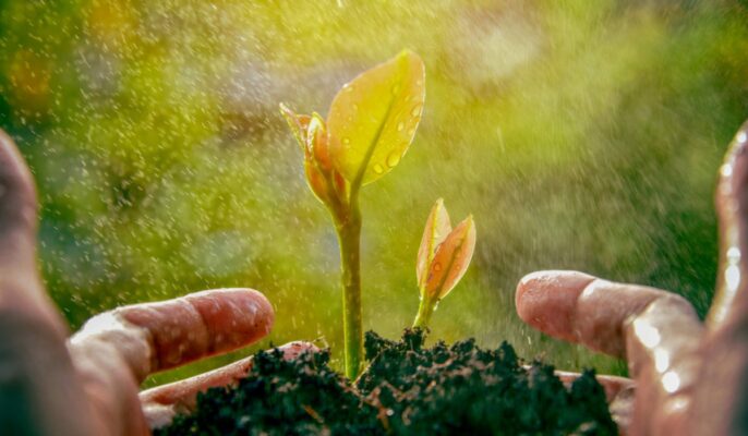 6 tips to keep your plants healthy during monsoon