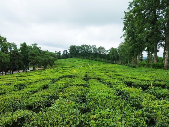 Tea gardens: Types, cultivation, care