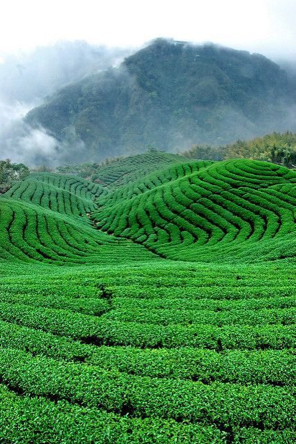 Tea gardens: Types, cultivation, care