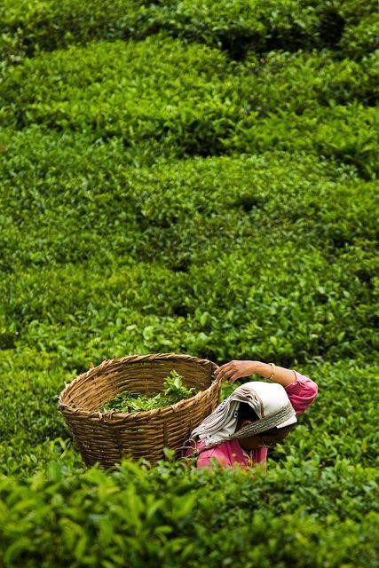 Tea gardens: Types, cultivation, care