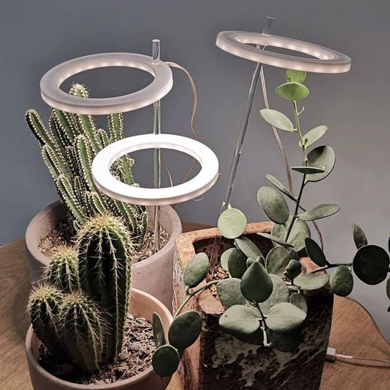 Illuminate your indoor garden with grow lights