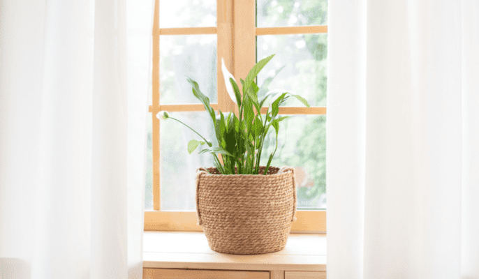 10 best air purifying plants