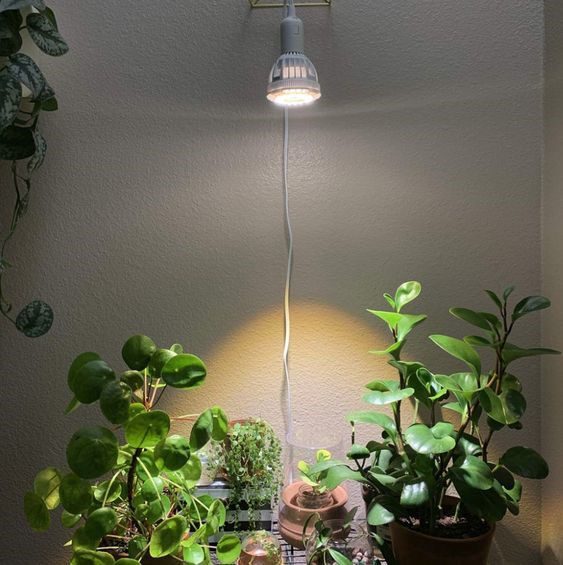 Illuminate your indoor garden with grow lights