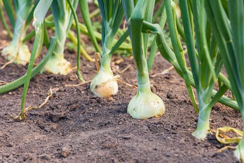 20 easy-to-grow vegetables for your kitchen garden 