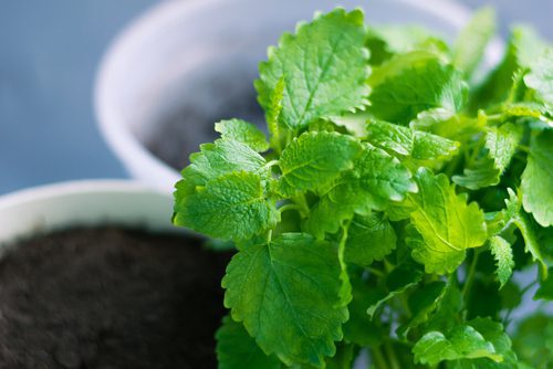 20 easy-to-grow vegetables for your kitchen garden 