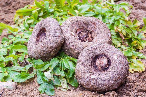 20 easy-to-grow vegetables for your kitchen garden 