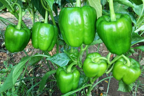 20 easy-to-grow vegetables for your kitchen garden 