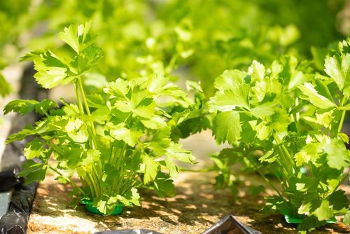 20 easy-to-grow vegetables for your kitchen garden 