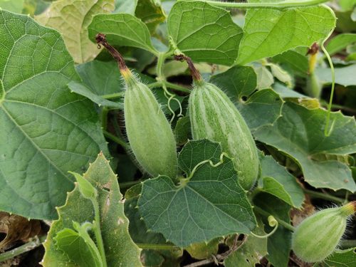 20 easy-to-grow vegetables for your kitchen garden