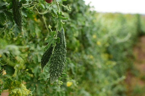 20 easy-to-grow vegetables for your kitchen garden 