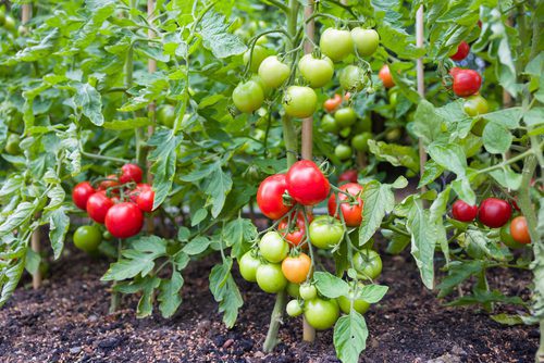 20 easy-to-grow vegetables for your kitchen garden 