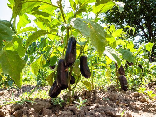 20 easy-to-grow vegetables for your kitchen garden 
