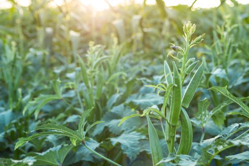 20 easy-to-grow vegetables for your kitchen garden 