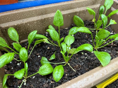 20 easy-to-grow vegetables for your kitchen garden 