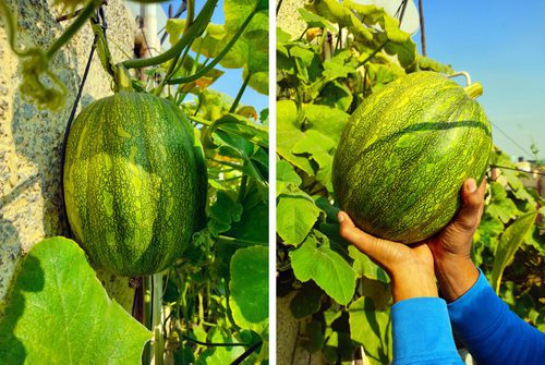 20 easy-to-grow vegetables for your kitchen garden 