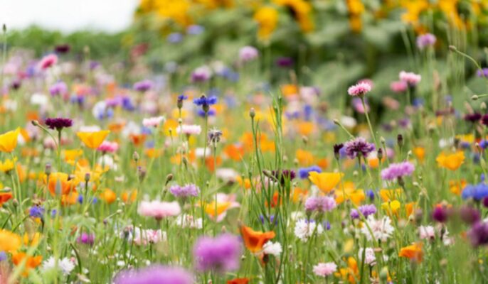 Tips to create a blooming garden at home