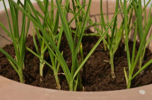 20 easy-to-grow vegetables for your kitchen garden 