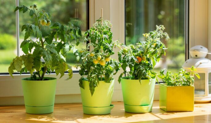 20 easy-to-grow vegetables for your kitchen garden