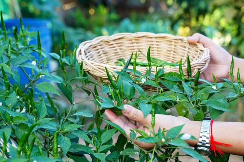 20 easy-to-grow vegetables for your kitchen garden 