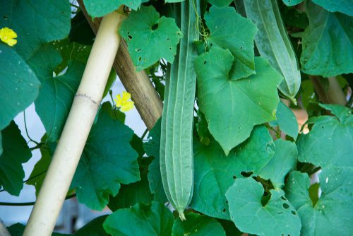 20 easy-to-grow vegetables for your kitchen garden 