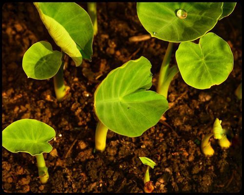 20 easy-to-grow vegetables for your kitchen garden 