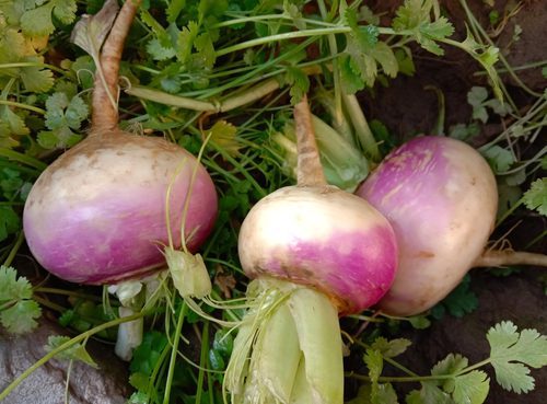 20 easy-to-grow vegetables for your kitchen garden 