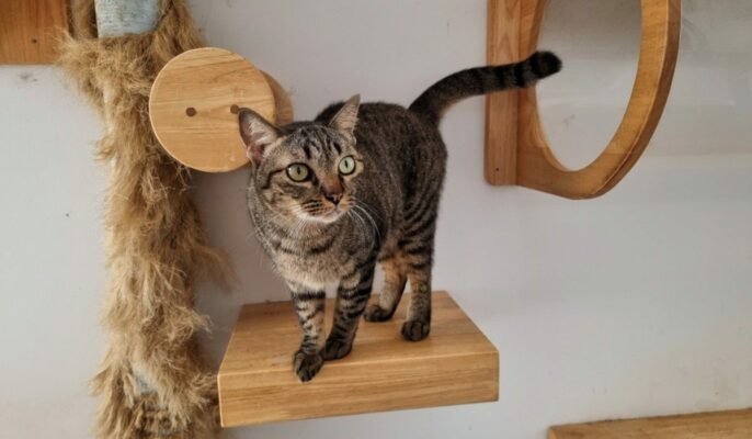 How to make DIY cat tree?