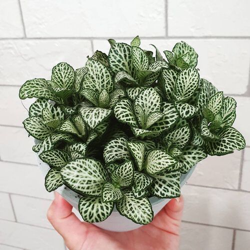 Lucky plants for home