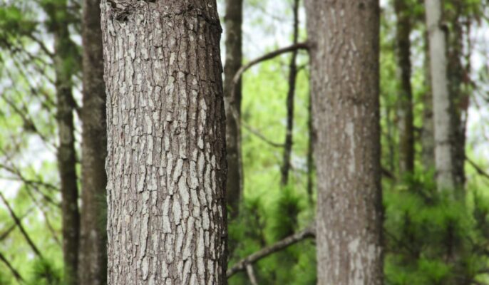 MMRDA gets Wildlife Board permission to cut trees for Twin Tube Tunnel Project