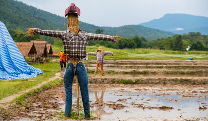 How to make a scarecrow?