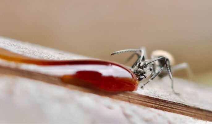 common-kitchen-insects-and-ways-to-get-rid-of-them