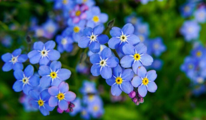 How to grow and care for Forget-Me-Not flower?