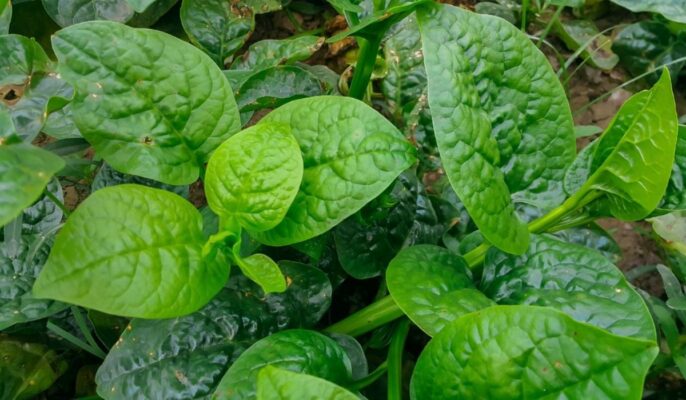 How to grow Malabar spinach at home?