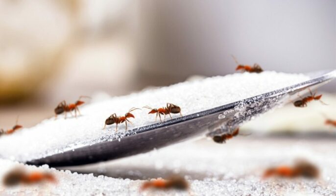 Types of ants and how to get rid of them?