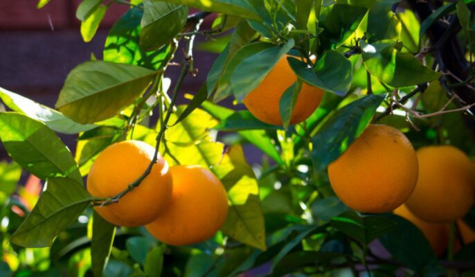 How to grow fruit salad tree?