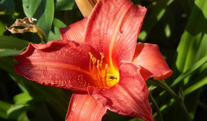 daylilies